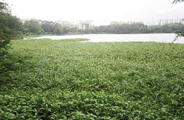 BMC issued Rs. 16.45 Crore Tender to clear the Hyacinths from Powai Lake