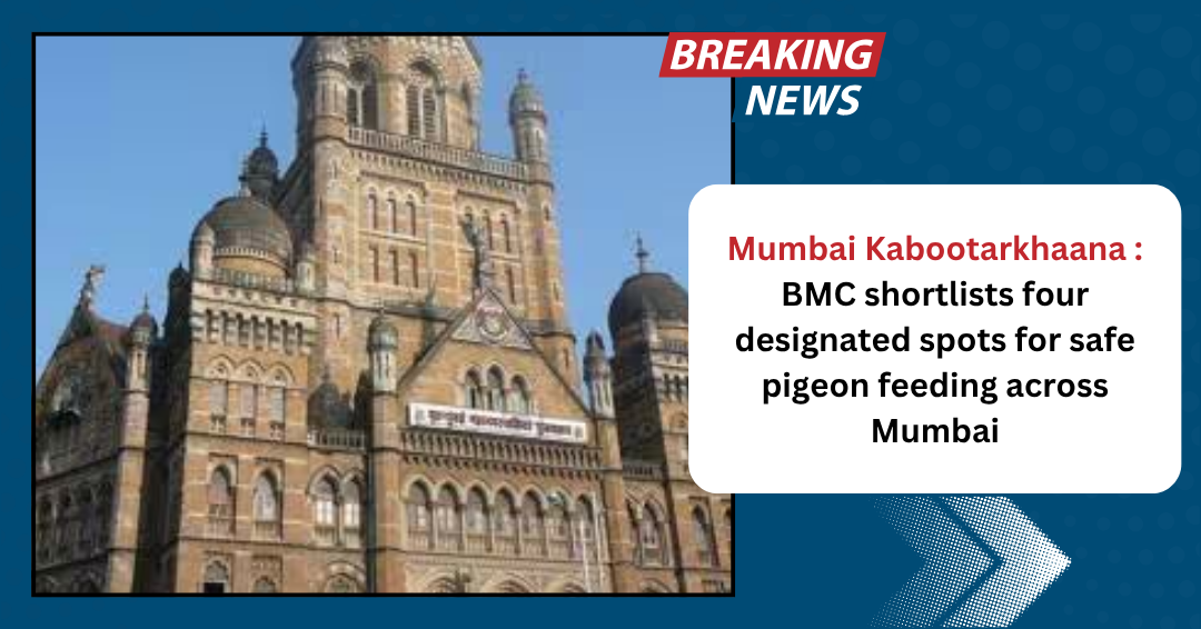 Mumbai Kabootarkhaana : BMC shortlists four designated spots for safe pigeon feeding across Mumbai