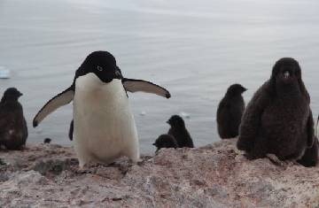 Mumbai: Tender for penguin enclosure to be reviewed by BMC
