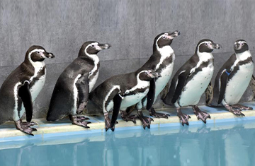 BMC elections 2022: BMC hires a contractor for penguins